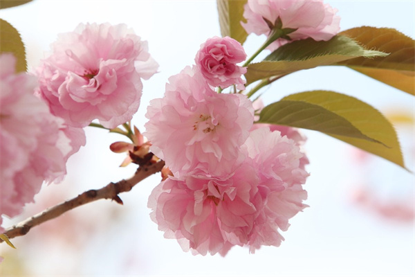 盆栽蘭花綠翡翠花(盆栽蘭花綠翡翠花怎么養)
