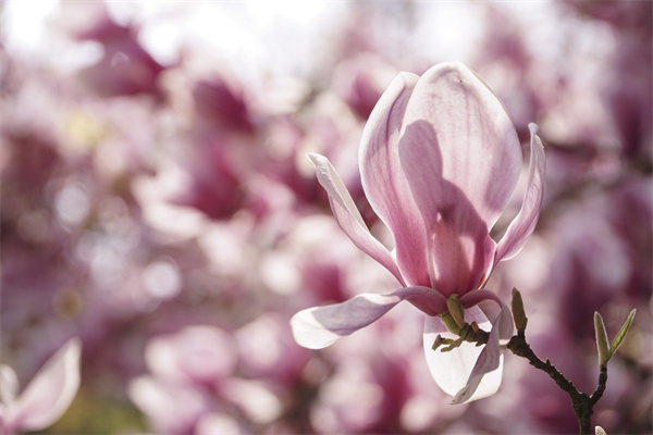 什么花當(dāng)年種當(dāng)年開花(當(dāng)年開花當(dāng)年結(jié)果)