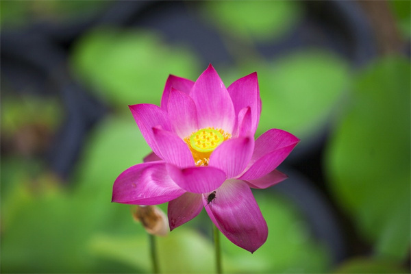 室內可以種玫瑰花嗎(室內種玫瑰花合適嗎)