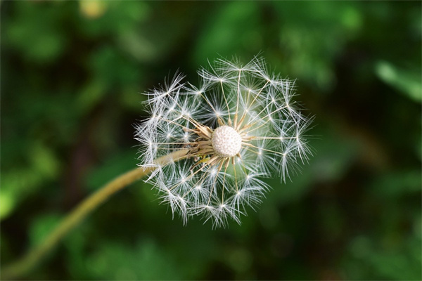 送領導鮮花(送領導鮮花卡片祝福語)
