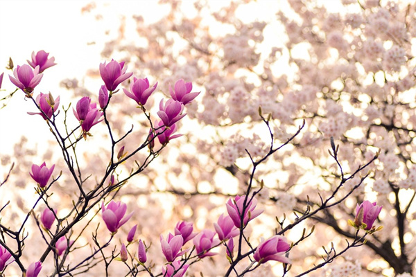 最香玫瑰花品種(最香的玫瑰花是什么花)