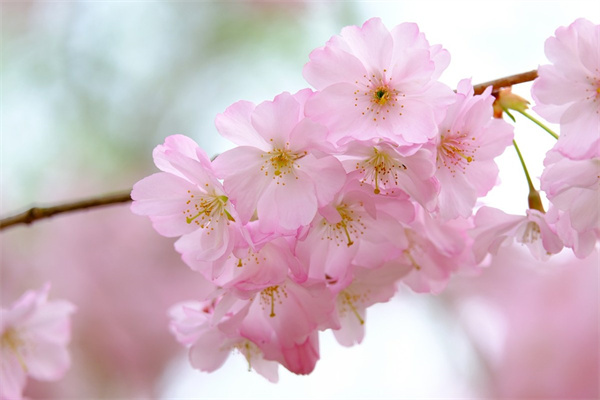 花卉市場批發各種花價(青州花卉市場批發各種花價)