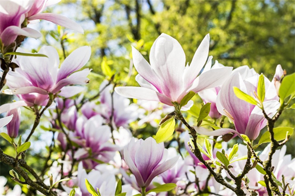 送給母親的鮮花有哪些適合(送給母親什么鮮花)