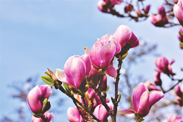高大的花盆種什么花(高大的花盆適合在什么花)