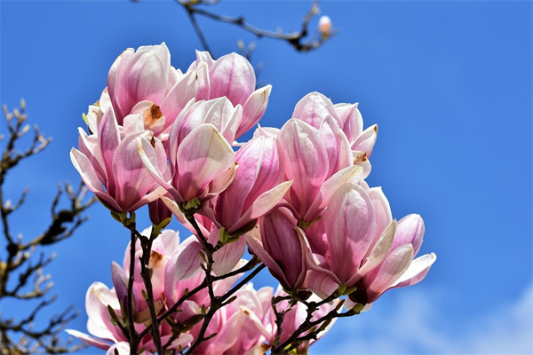 送丈母娘花送什么花(送丈母娘什么花合適)