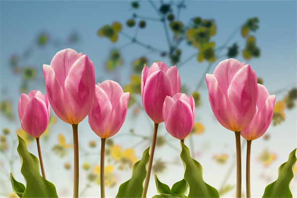 送爸媽的花(送爸媽花糕魚的祝福語怎么寫呢)
