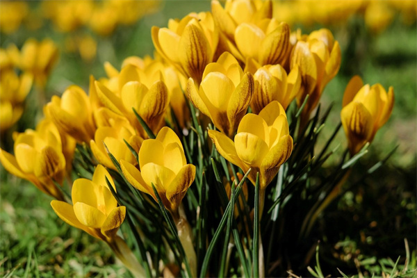 室內(nèi)養(yǎng)花知識大全(室內(nèi)養(yǎng)花的小常識)