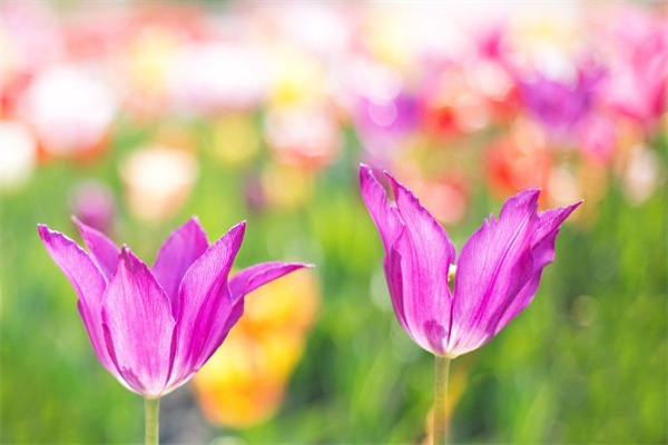 送花送20朵什么意思(送花花21朵什么意思)