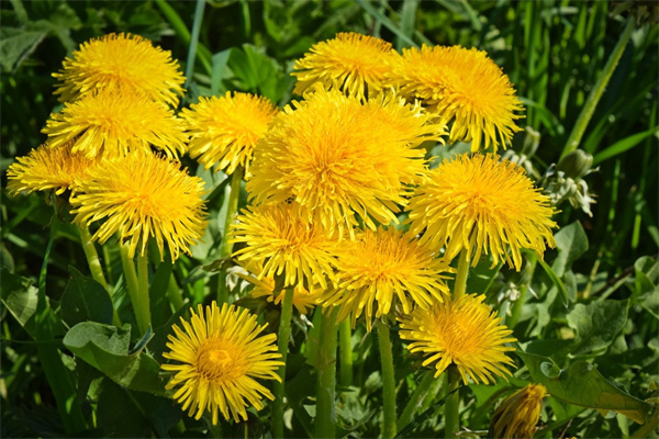 畢業(yè)典禮除了送花還有啥(畢業(yè)典禮除了送花還能送什么)