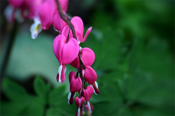 給小孩送花送什么花(給小孩送花送什么花比較好)