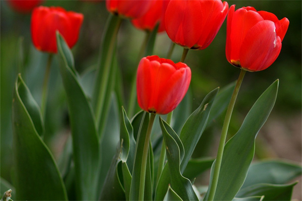 冬天家里養(yǎng)花(冬天家里養(yǎng)花的句子)