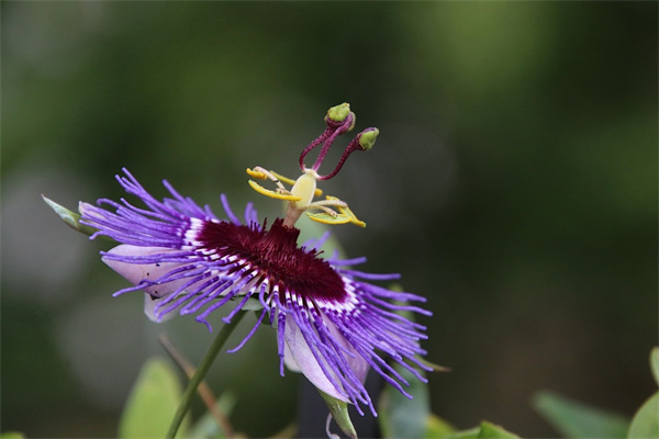 種玫瑰花多久開花(種玫瑰花多久能開花)