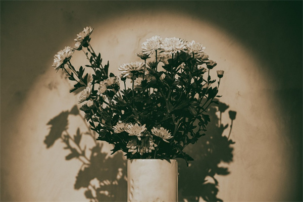 送妹妹鮮花送什么花(送妹妹鮮花送什么好)