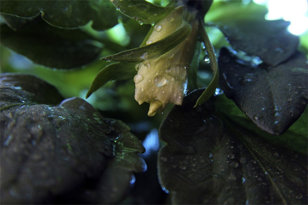 開張送花籃(開張送花籃還送什么禮物呢)