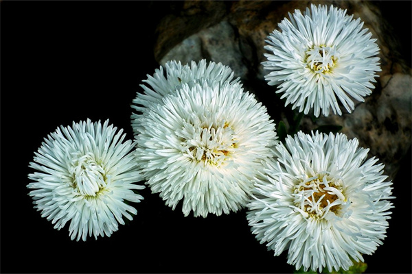 淡粉色的花有哪些(淡粉色的花有哪些品種)