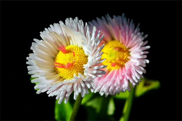 兒子送媽媽什么鮮花(兒子送媽媽花的感言朋友圈)