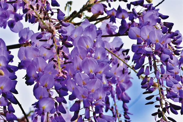哪種花一年四季都開(哪種花一年四季都開著)