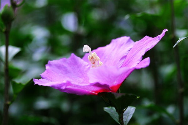 成人禮應(yīng)該送什么花(媽媽送女兒生日鮮花送什么花)