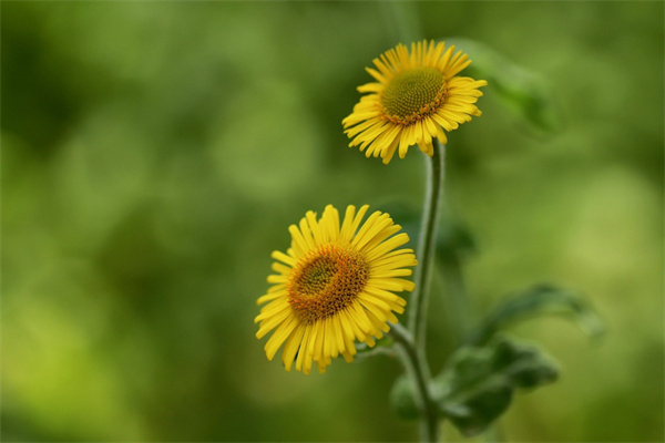 什么花冬天種春天開(什么花冬天播種春天開花)