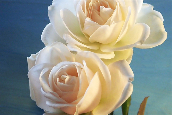 盆栽花什么花最香(盆栽什么花香花期長)