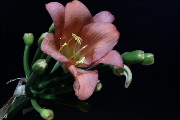 玫瑰花表白應(yīng)該送幾朵(玫瑰花表白送多少朵比較好)
