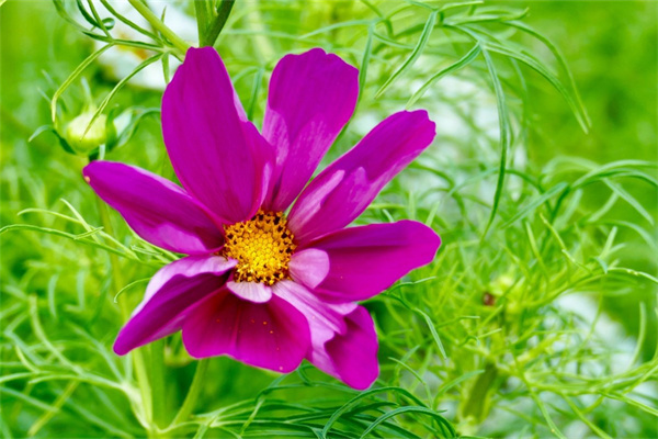 適合送妹妹的花束(送給妹妹的花束什么花好)