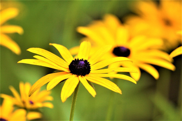 特好養(yǎng)的花(特別好養(yǎng)的花)