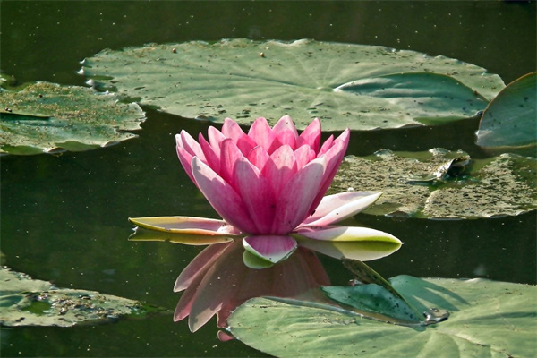 種什么花最快開花(哪種花容易種而且開花快)