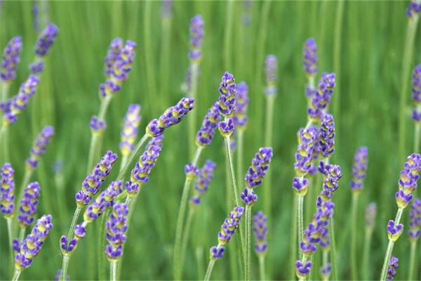 適合種花壇的花(適合種花壇的花卉)