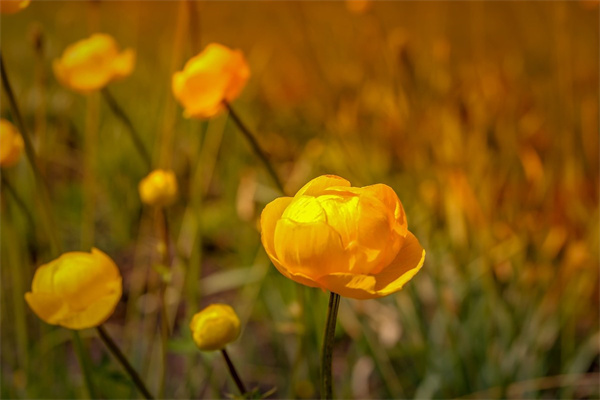 異地情人節(jié)送花(異地情人節(jié)送花應(yīng)該怎么要地址)