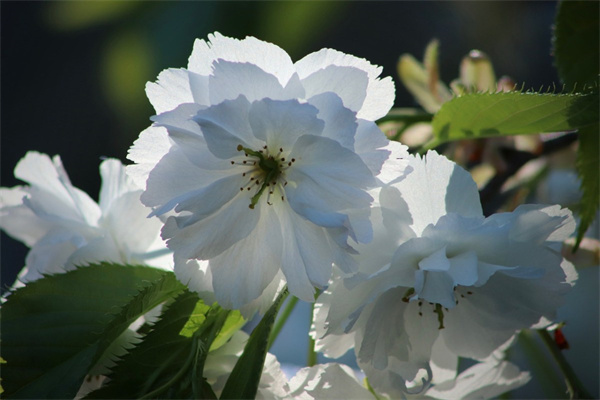 家庭盆栽花卉推薦(二十種適合室內養花)