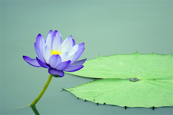 家庭小院種什么花比較好(小院子種什么花好)