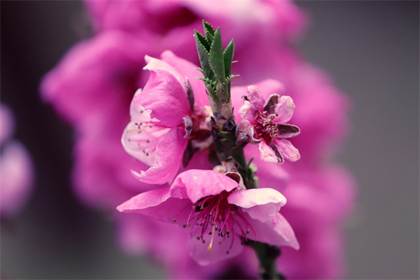 盆栽長壽鮮花(長壽花樹盆栽養(yǎng)殖)