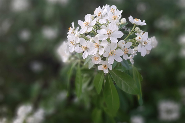 送花送3朵什么意思(送花三朵是什么意思)