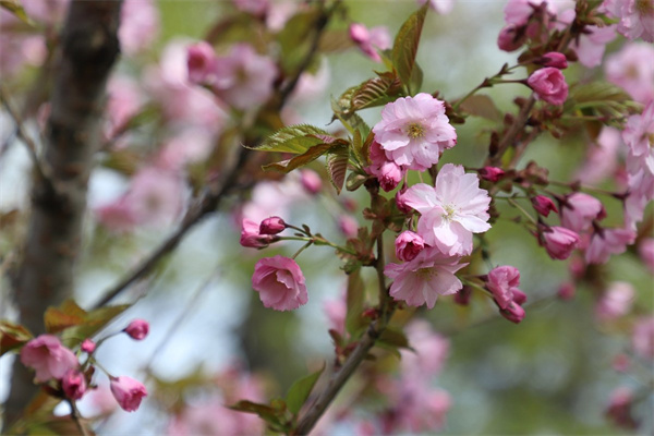 情人節(jié)同城送花(情人節(jié)同城送花的文案)