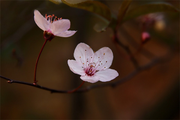 各個(gè)季節(jié)都開什么花(各種季節(jié)開什么花)