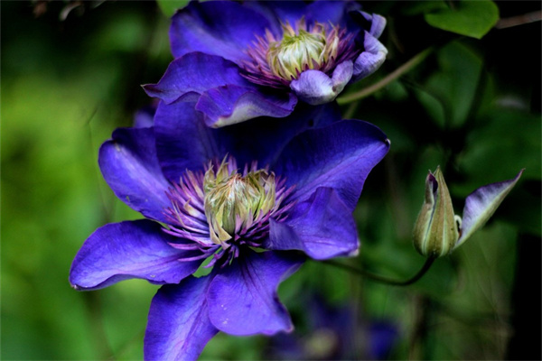 好養(yǎng)開花的盆栽花卉(好養(yǎng)開花的盆栽花卉品種)