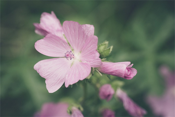 追女生送玫瑰花行嗎(追女生送鮮花可以嗎)