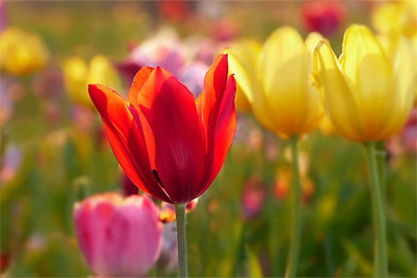 家庭小院種什么花最好(家庭小院養(yǎng)什么花好)