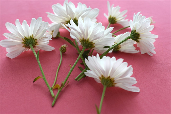 給朋友過生日送什么花(朋友過生日送什么花合適閨蜜)