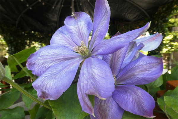 閨蜜送什么花啊(閨蜜送花送什么花合適)
