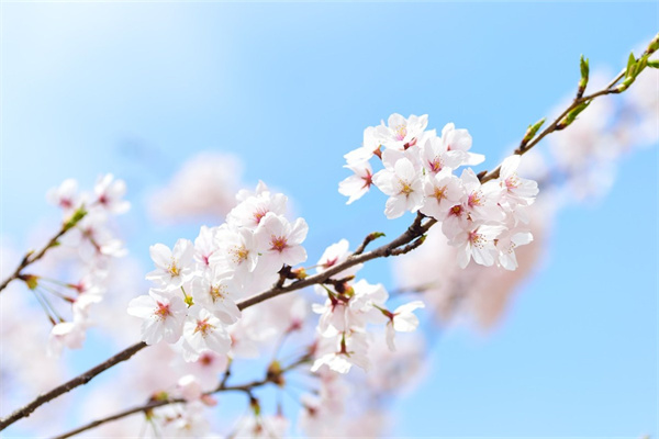8月適合種什么花草(八月份適合種什么花)
