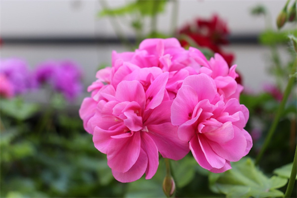 耬斗花種子什么時(shí)候播種好(耬斗花什么時(shí)候開(kāi)花)
