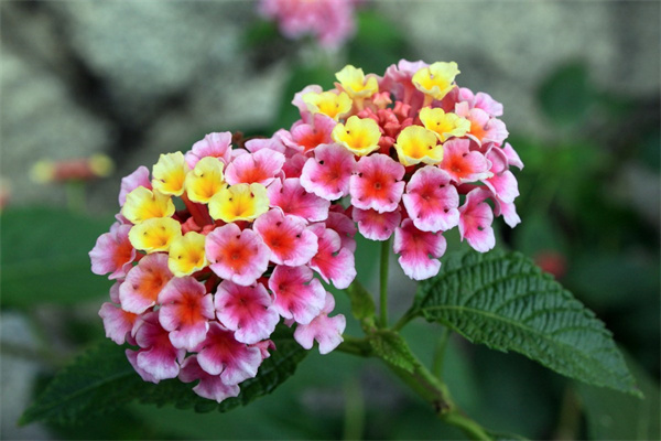 冬天養(yǎng)什么水培植物(適合冬天水培養(yǎng)的蔬菜)