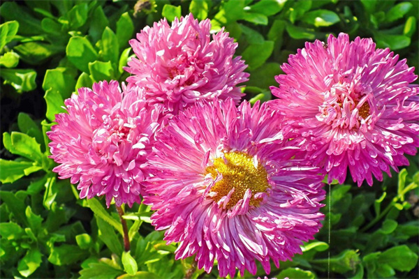 女孩子送鮮花(女孩子送鮮花搭配什么禮物)