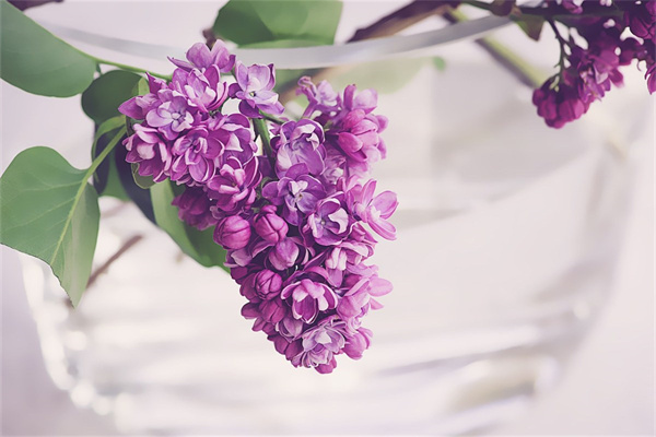 室內(nèi)盆栽花卉養(yǎng)護(室內(nèi)盆栽花卉植物)