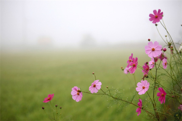 室內(nèi)要種什么花(室內(nèi)要種什么花好)
