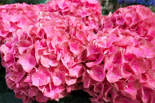 送學生花應該送什么花(畢業典禮送什么花)