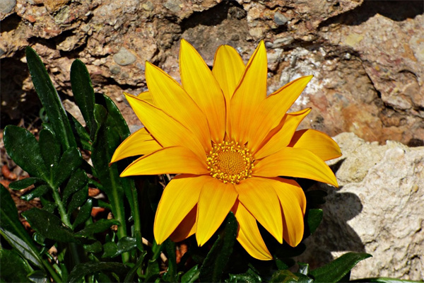 玫瑰花籽怎么種(玫瑰花籽怎么種容易成活)
