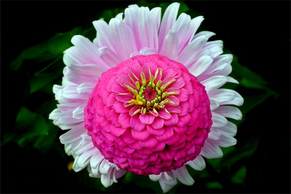 送人的鮮花(送人的鮮花能養(yǎng)活嗎)